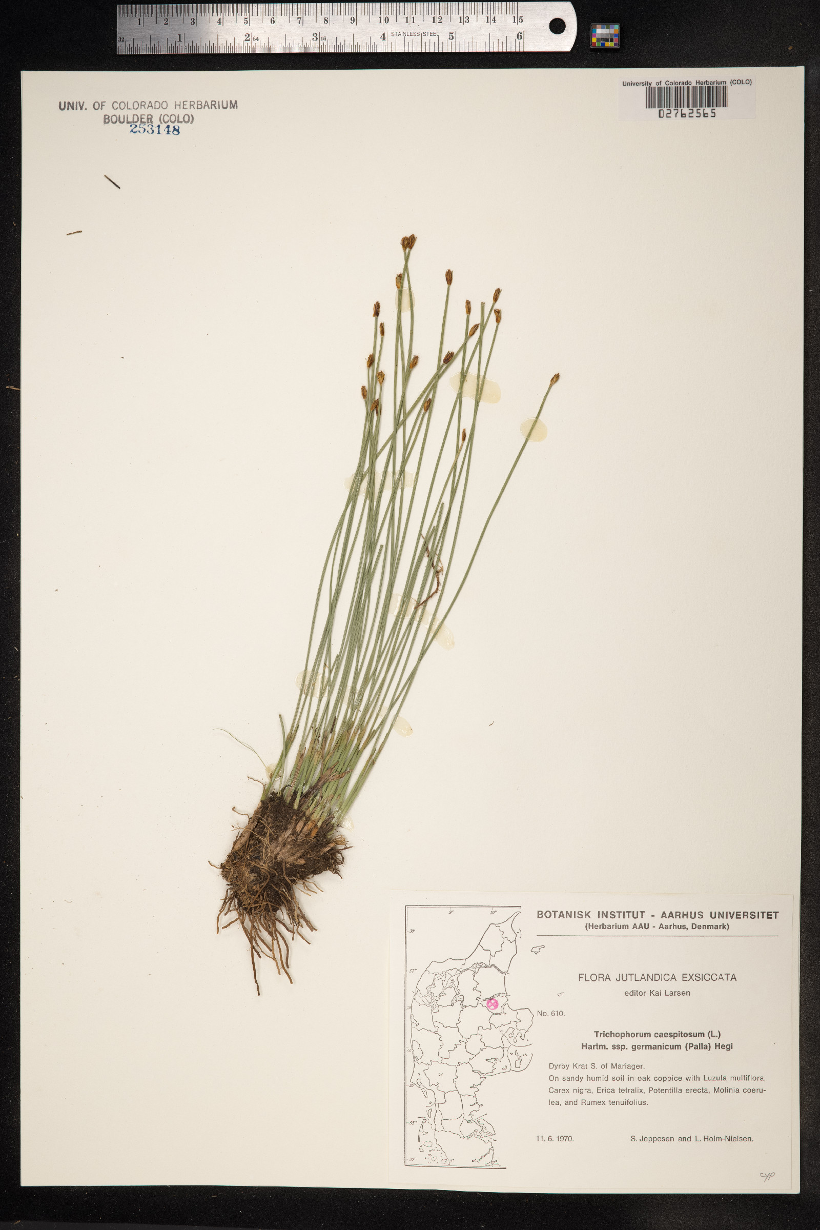 Trichophorum cespitosum image