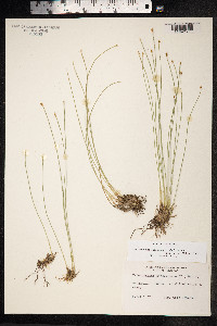 Trichophorum cespitosum image