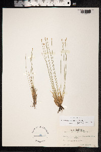 Trichophorum cespitosum image