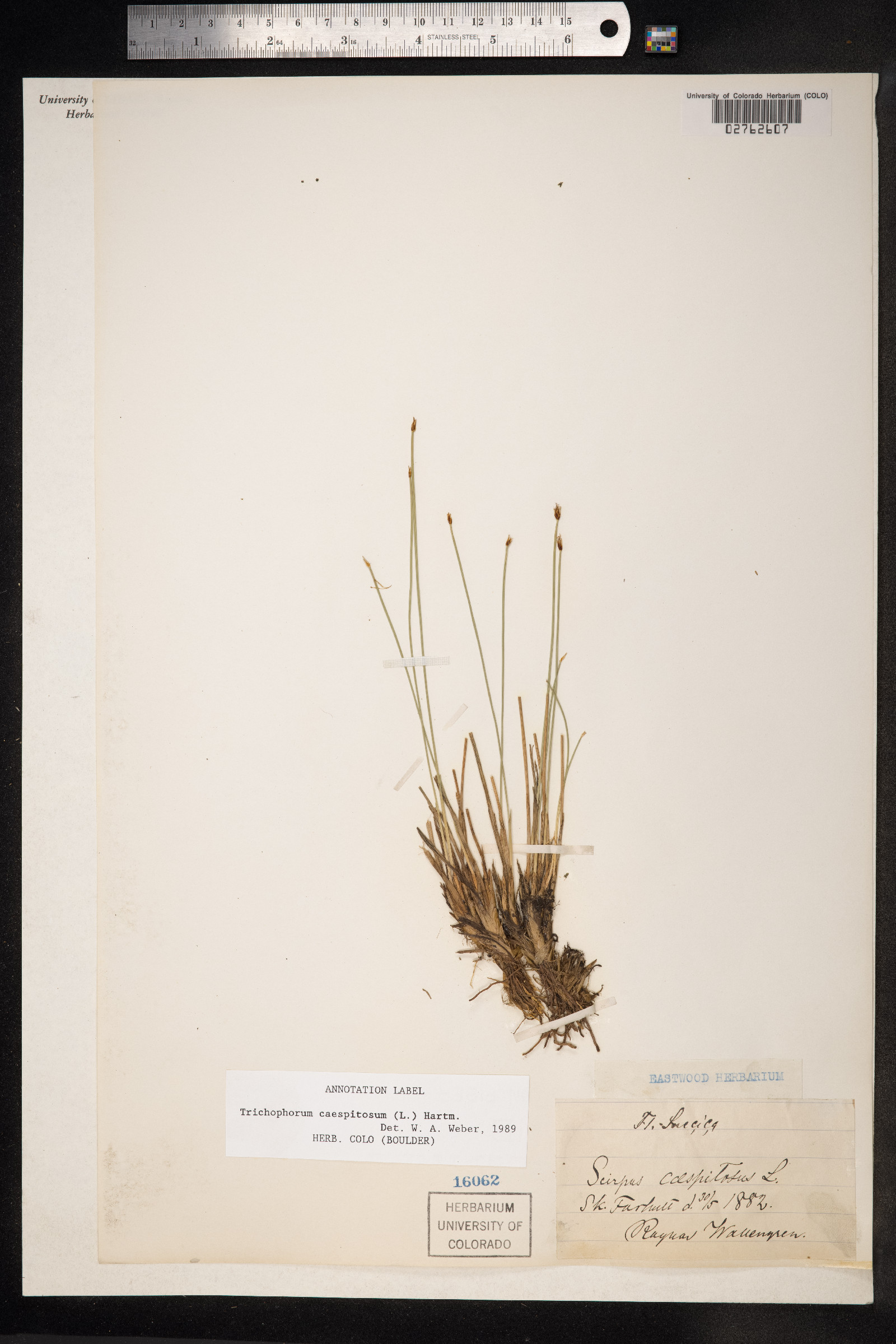 Trichophorum cespitosum image