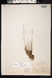 Trichophorum cespitosum image