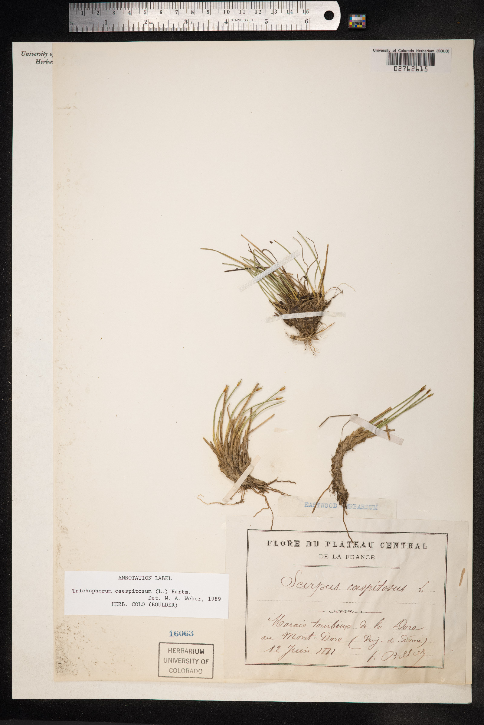 Trichophorum cespitosum image