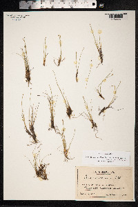 Trichophorum pumilum image
