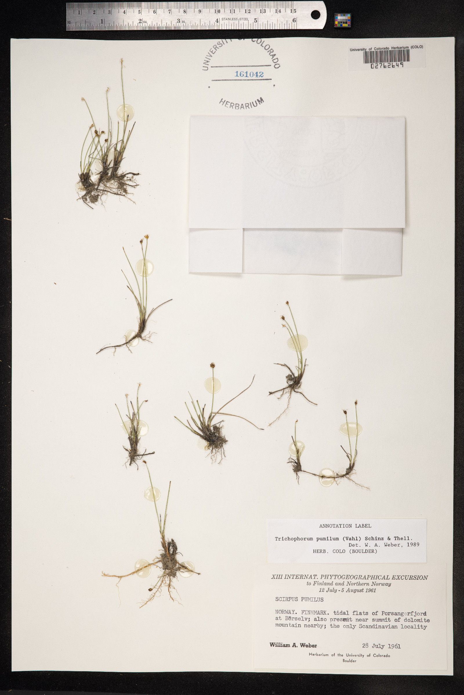 Trichophorum pumilum image