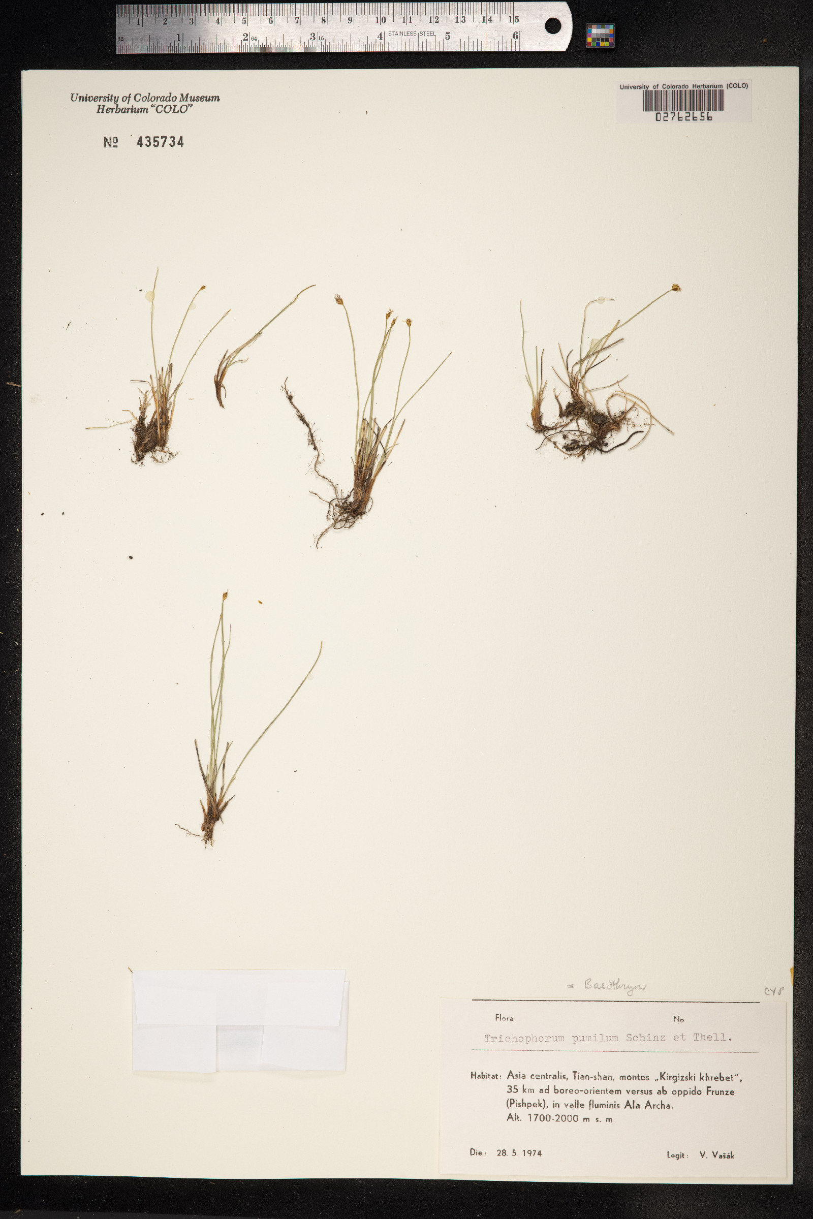 Trichophorum pumilum image