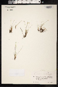 Trichophorum pumilum image