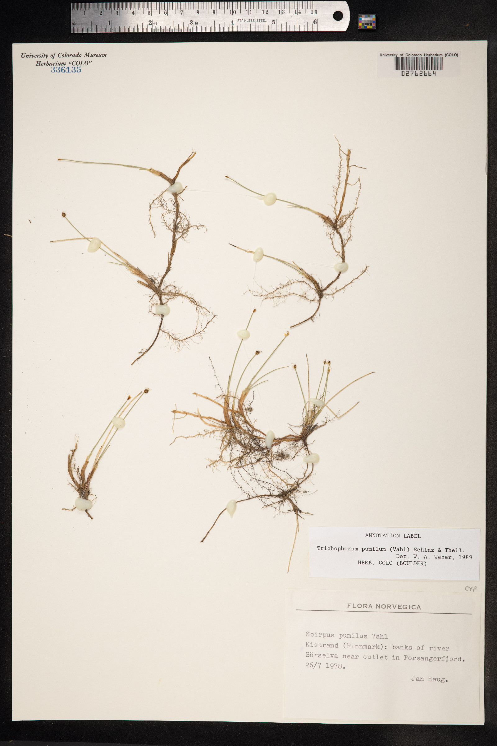 Trichophorum pumilum image