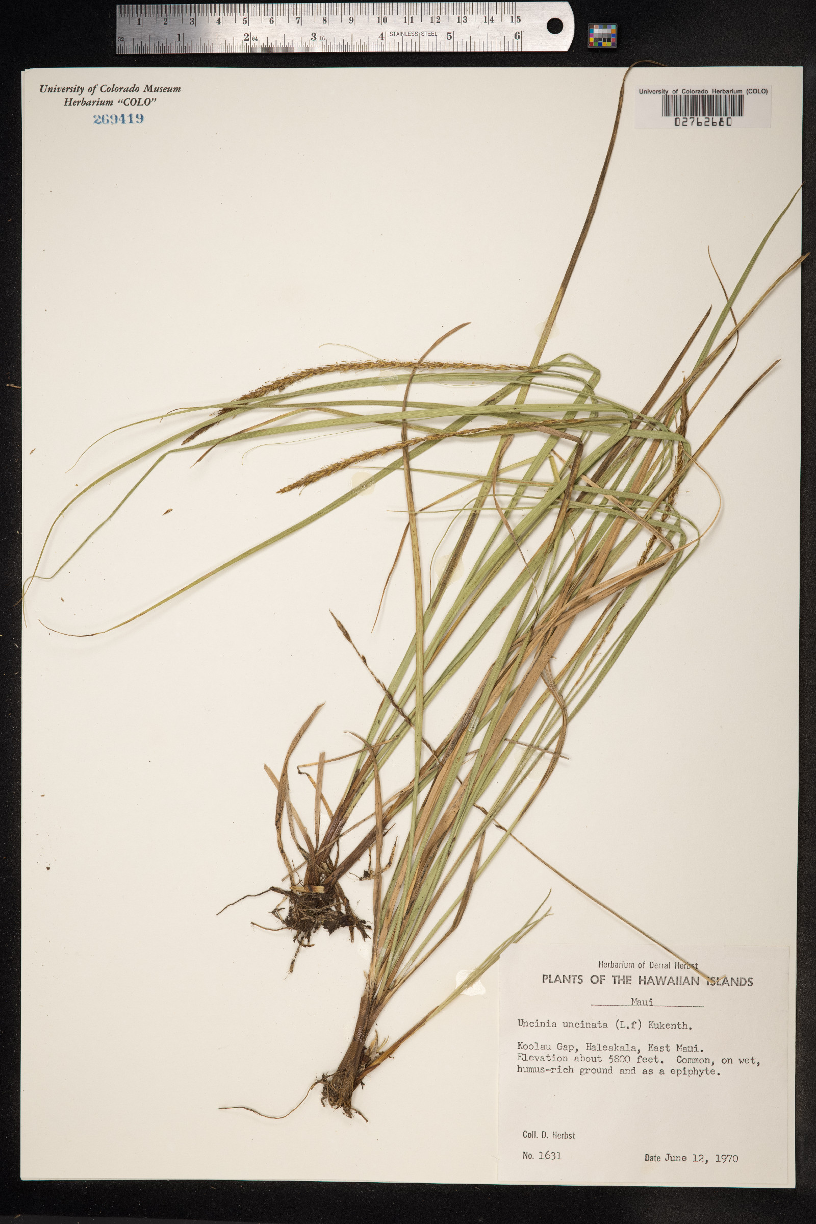 Uncinia image