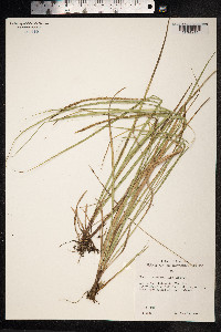 Image of Uncinia uncinata