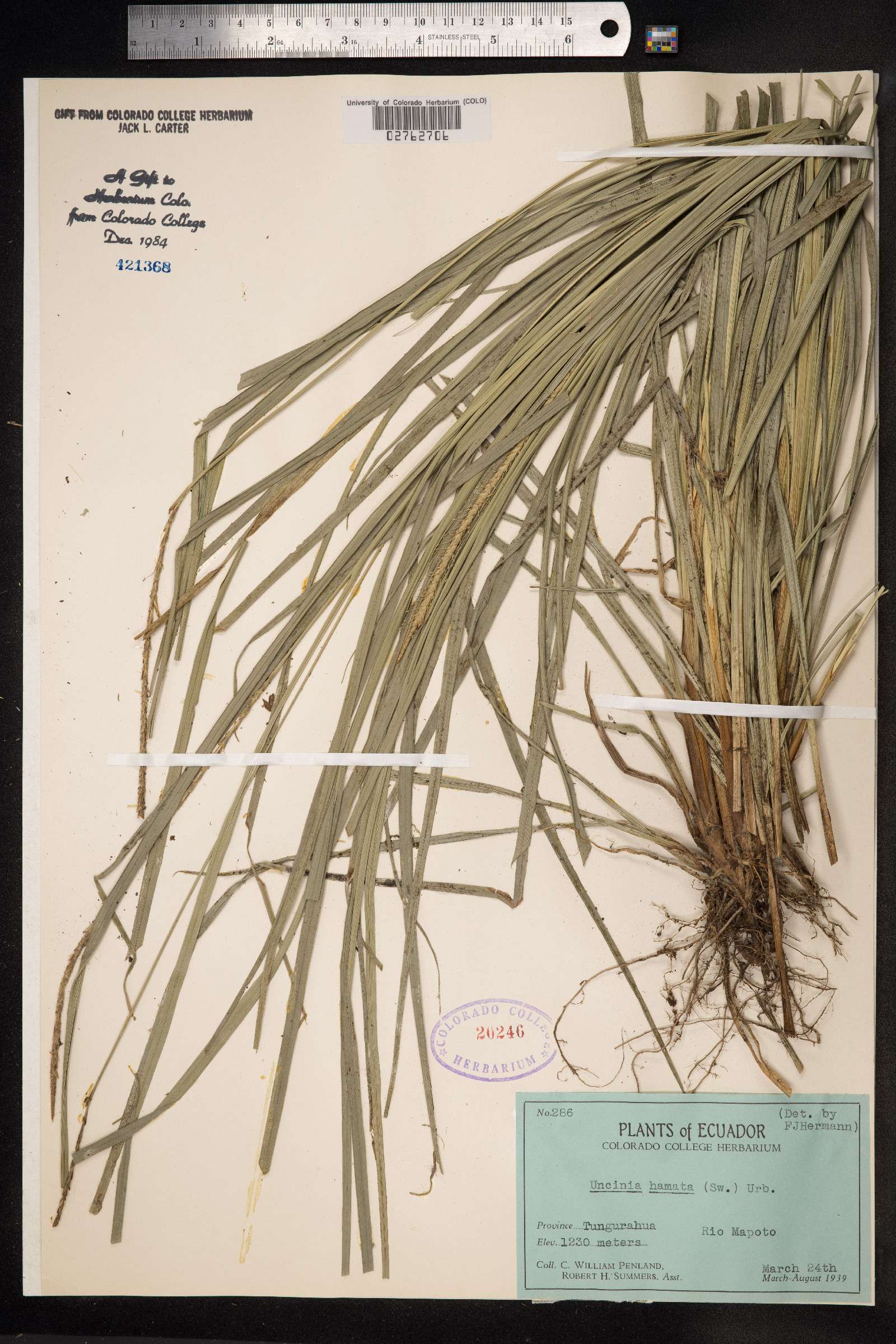 Uncinia hamata image