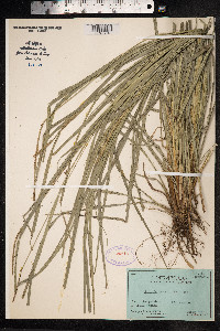 Image of Uncinia hamata