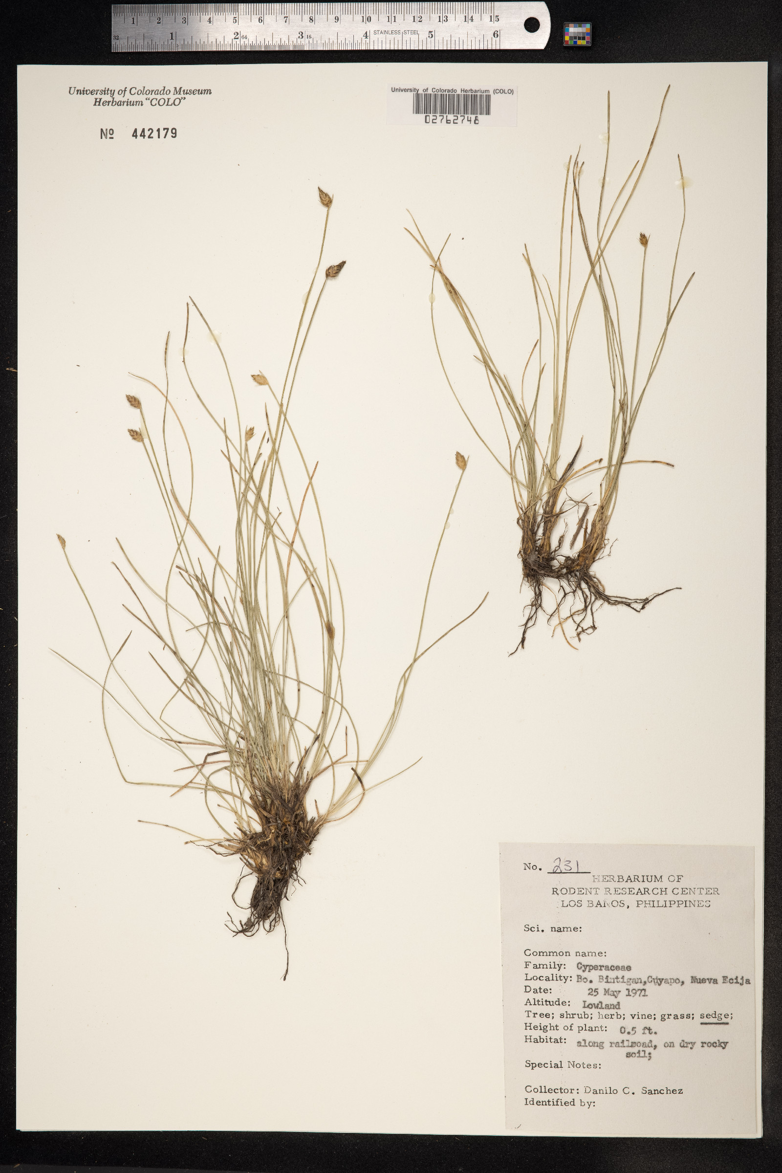 Cyperaceae image