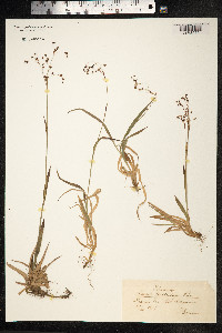 Luzula wahlenbergii image