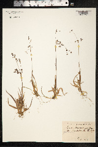 Luzula wahlenbergii image
