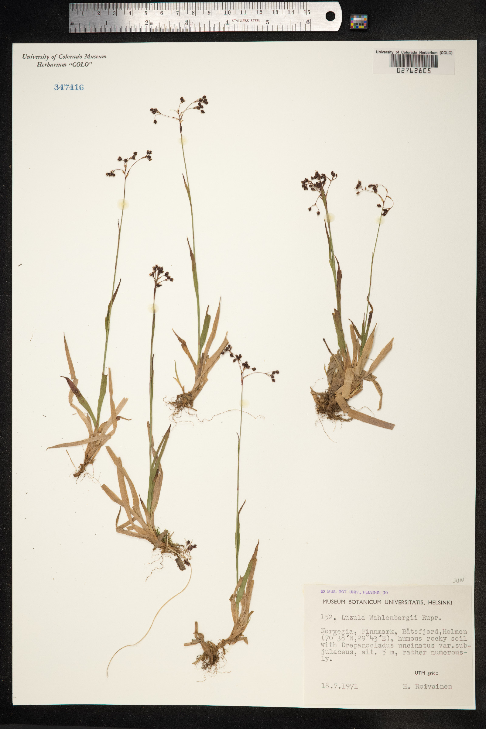 Luzula wahlenbergii image
