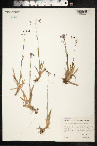 Luzula wahlenbergii image