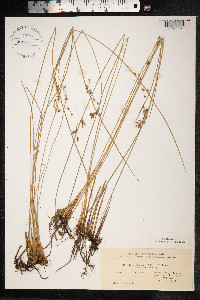 Juncus arcticus image