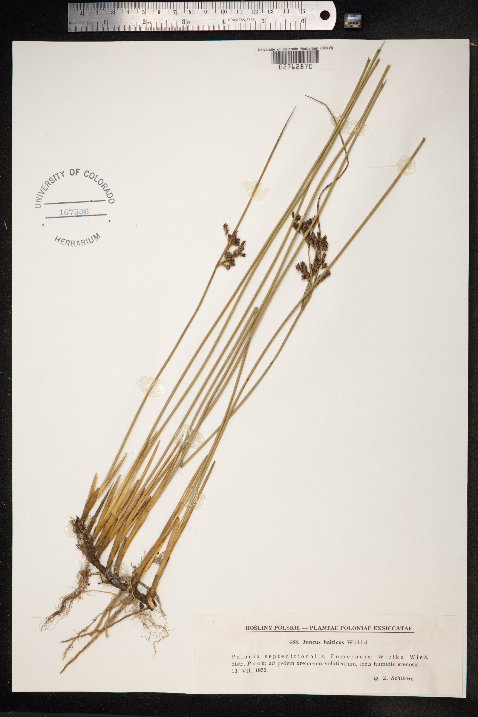 Juncus arcticus image