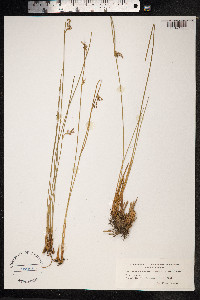 Juncus arcticus image