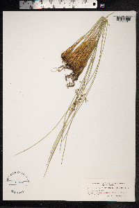 Juncus arcticus image