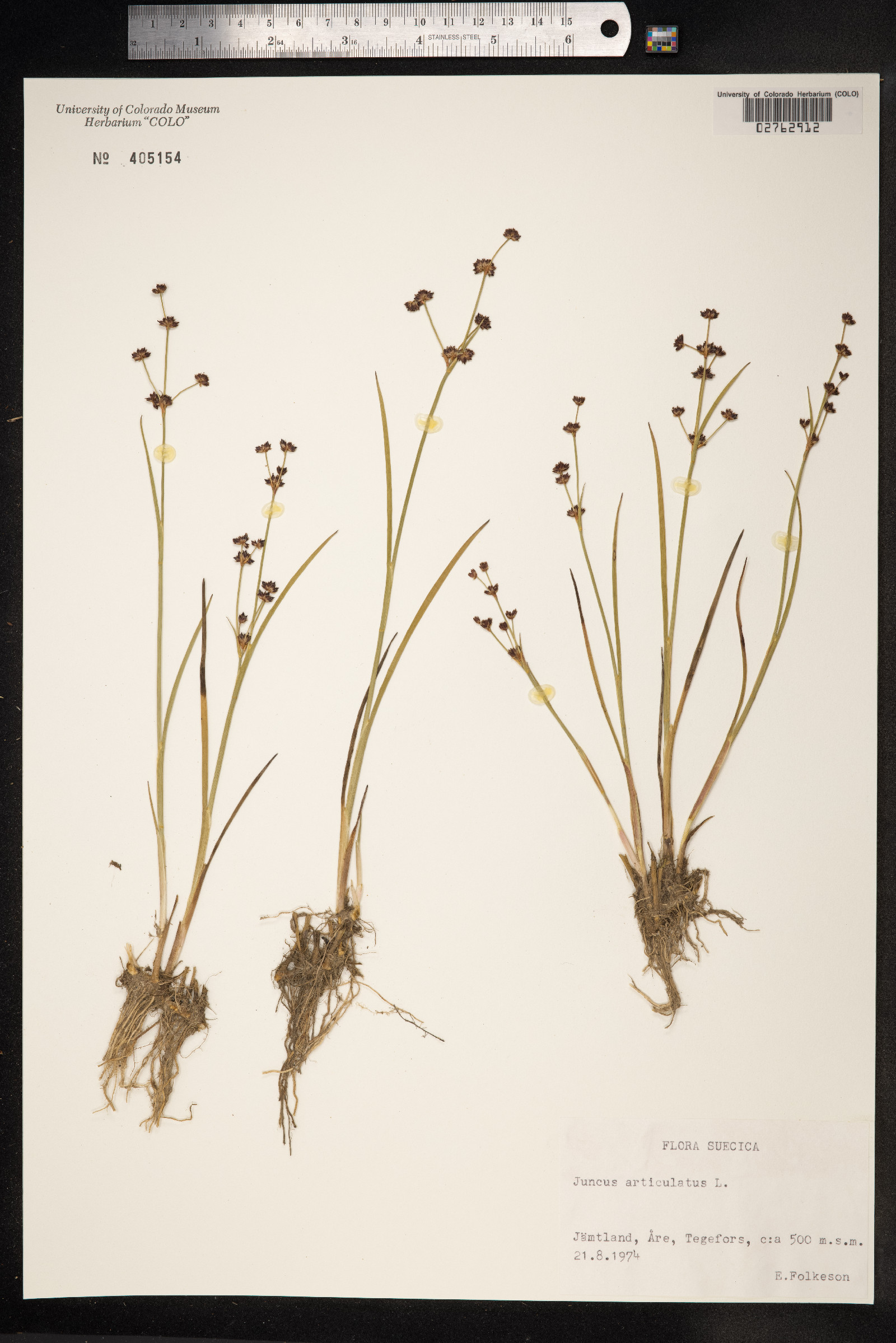 Juncus articulatus image