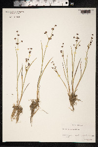 Juncus articulatus image
