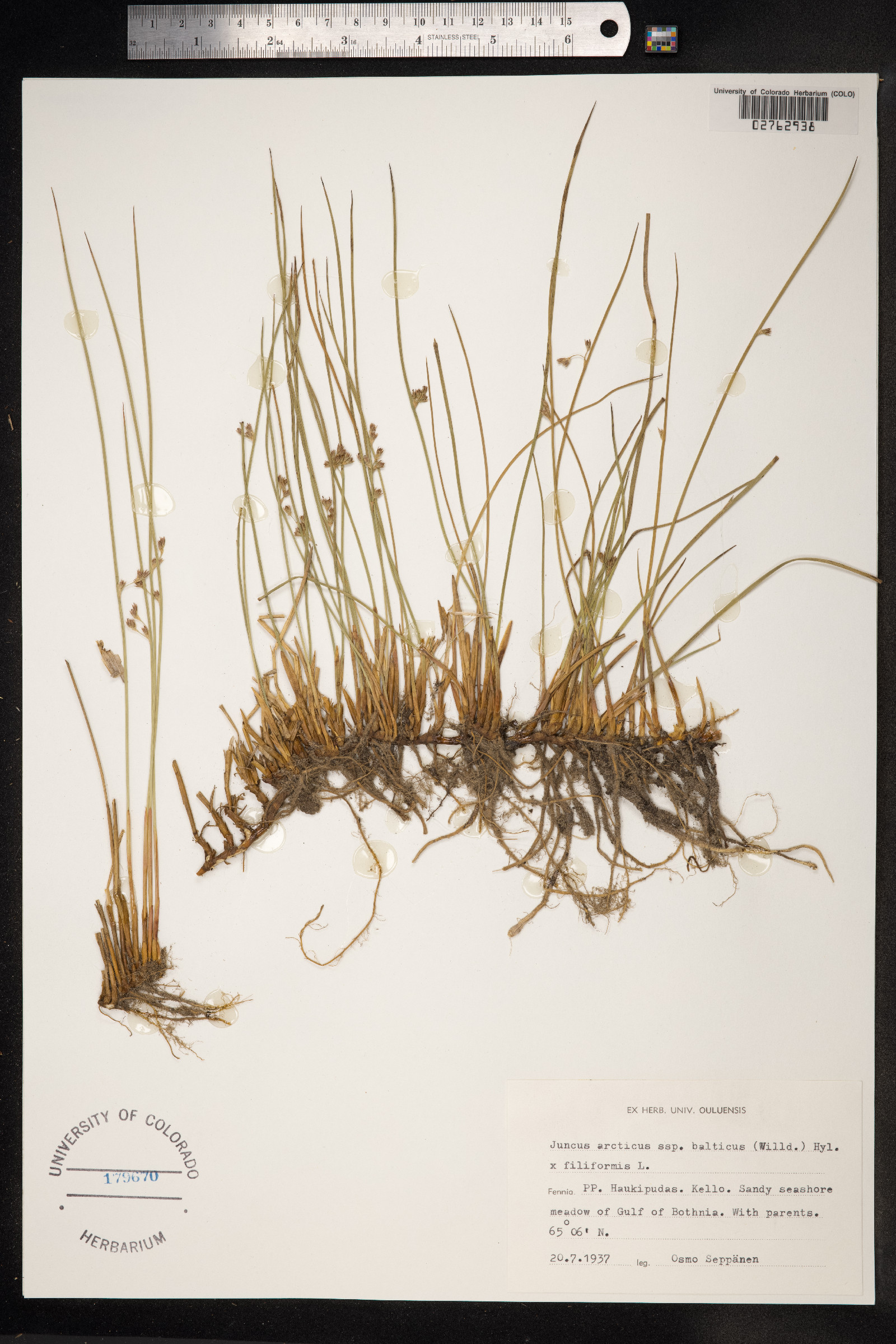 Juncus arcticus image