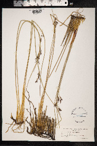 Juncus arcticus image