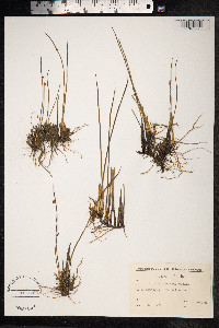 Juncus arcticus image