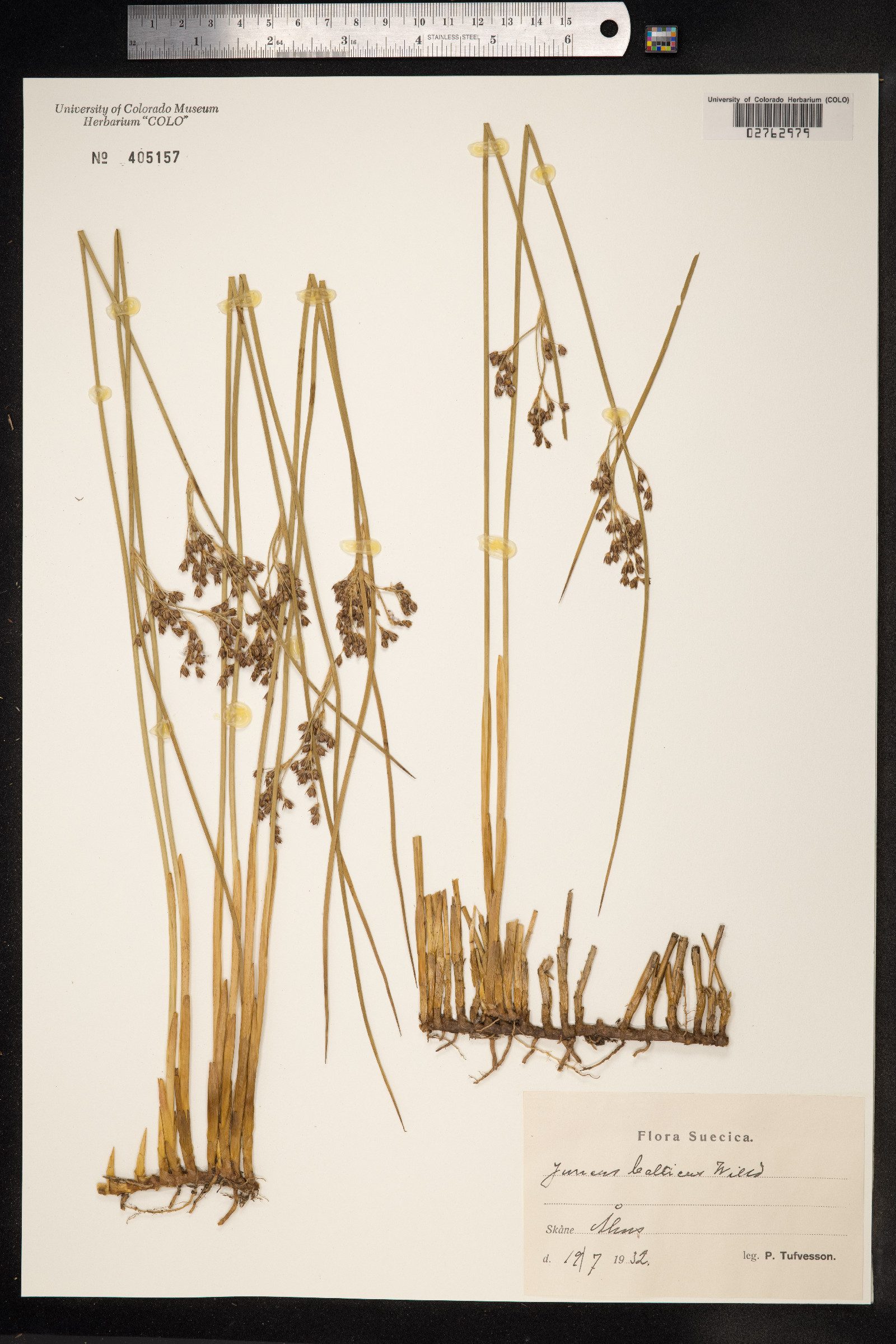 Juncus arcticus image