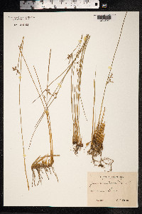 Juncus arcticus image