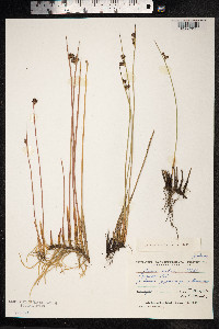 Juncus arcticus image
