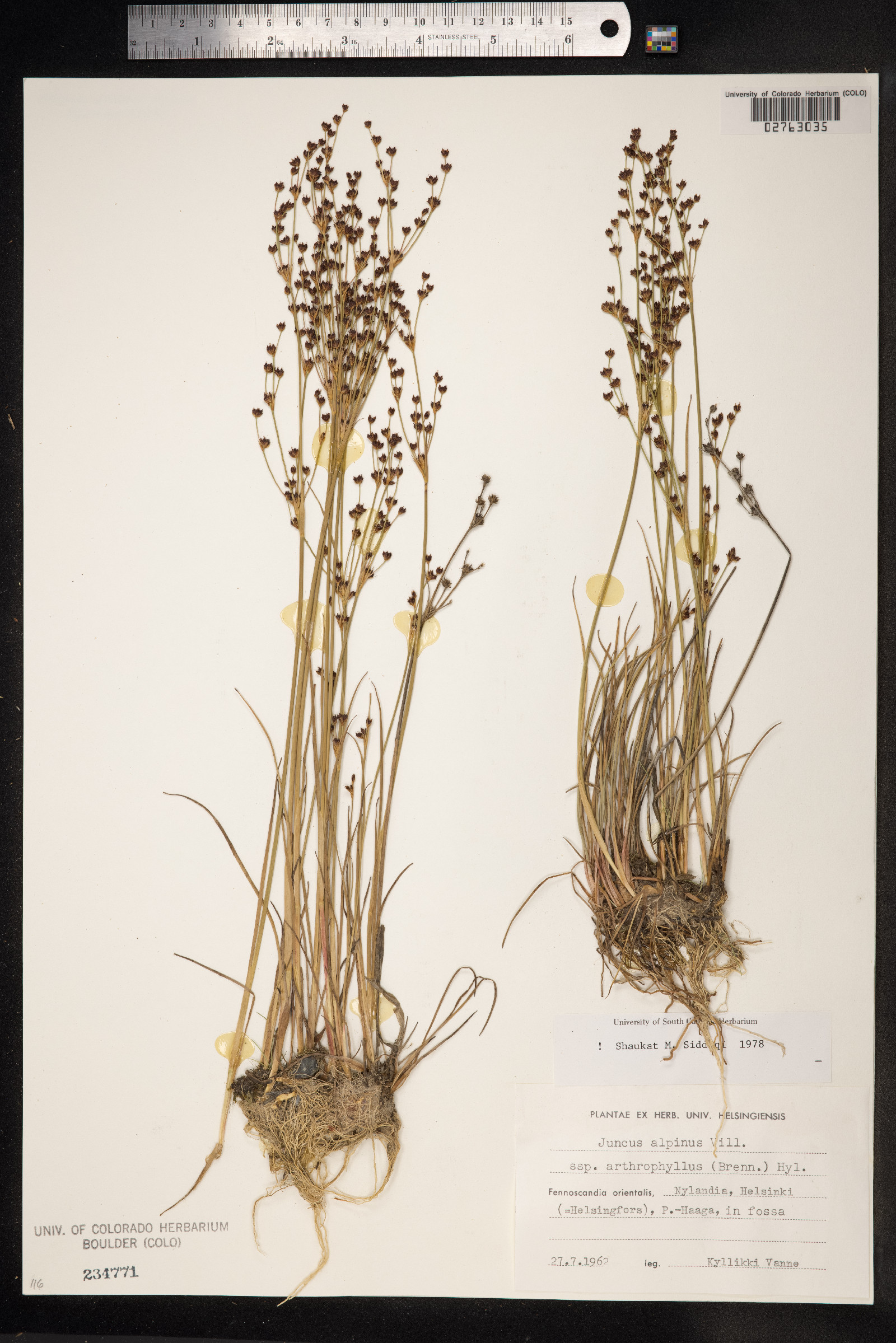 Juncus alpinoarticulatus image
