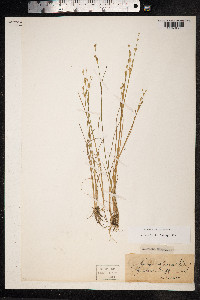 Juncus alpinoarticulatus image