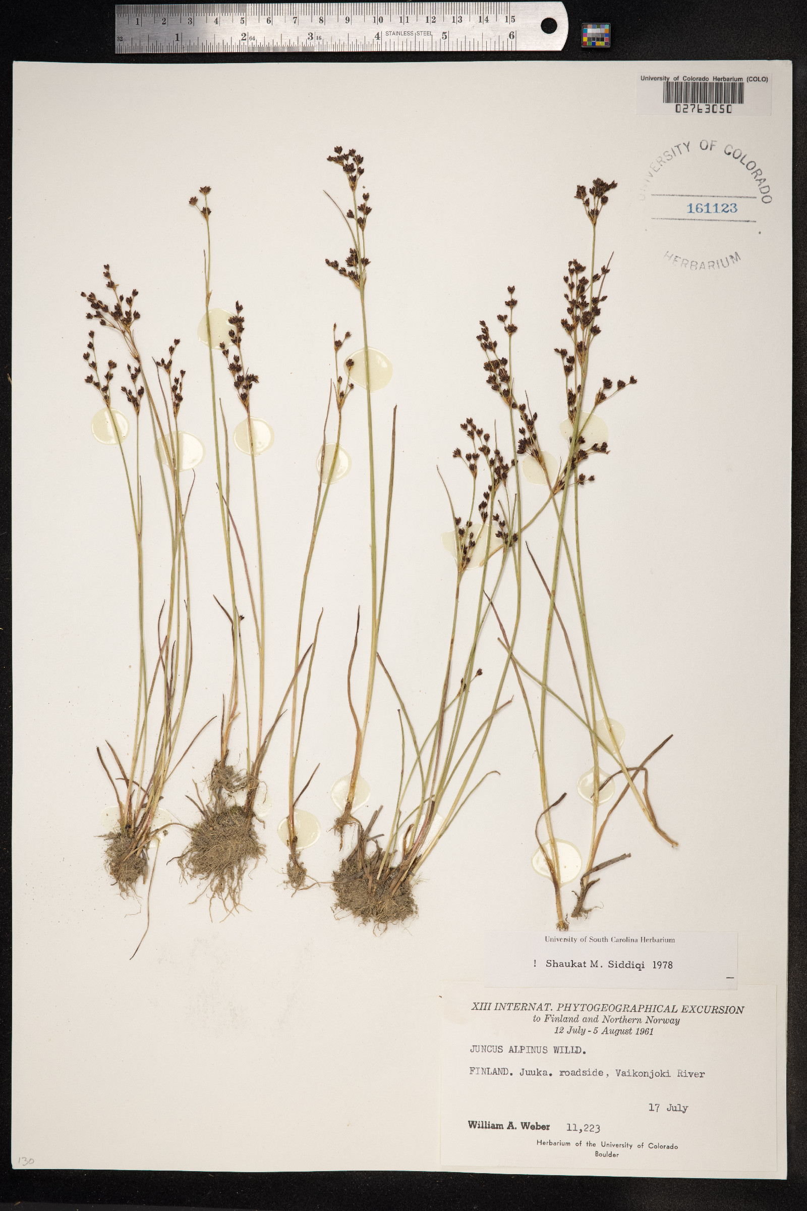 Juncus alpinoarticulatus image