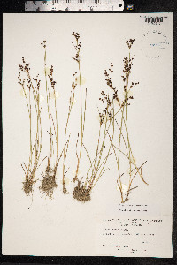 Juncus alpinoarticulatus image