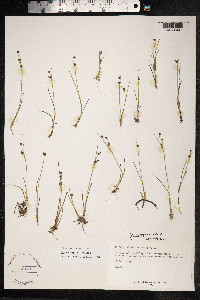 Juncus alpinoarticulatus image