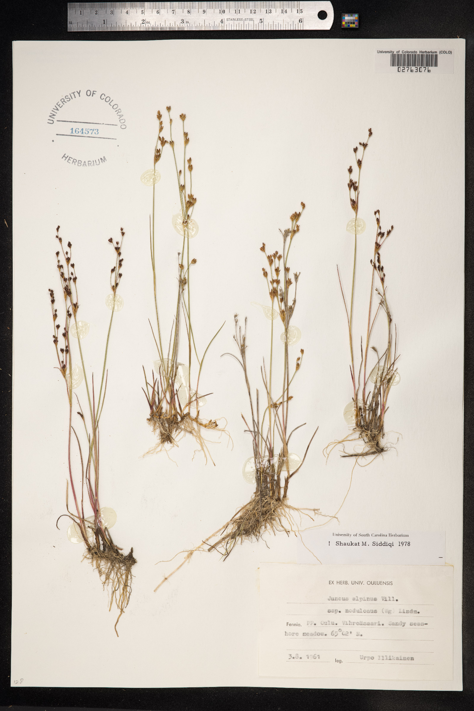 Juncus alpinoarticulatus image