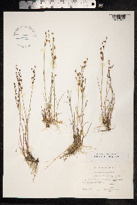Juncus alpinoarticulatus image