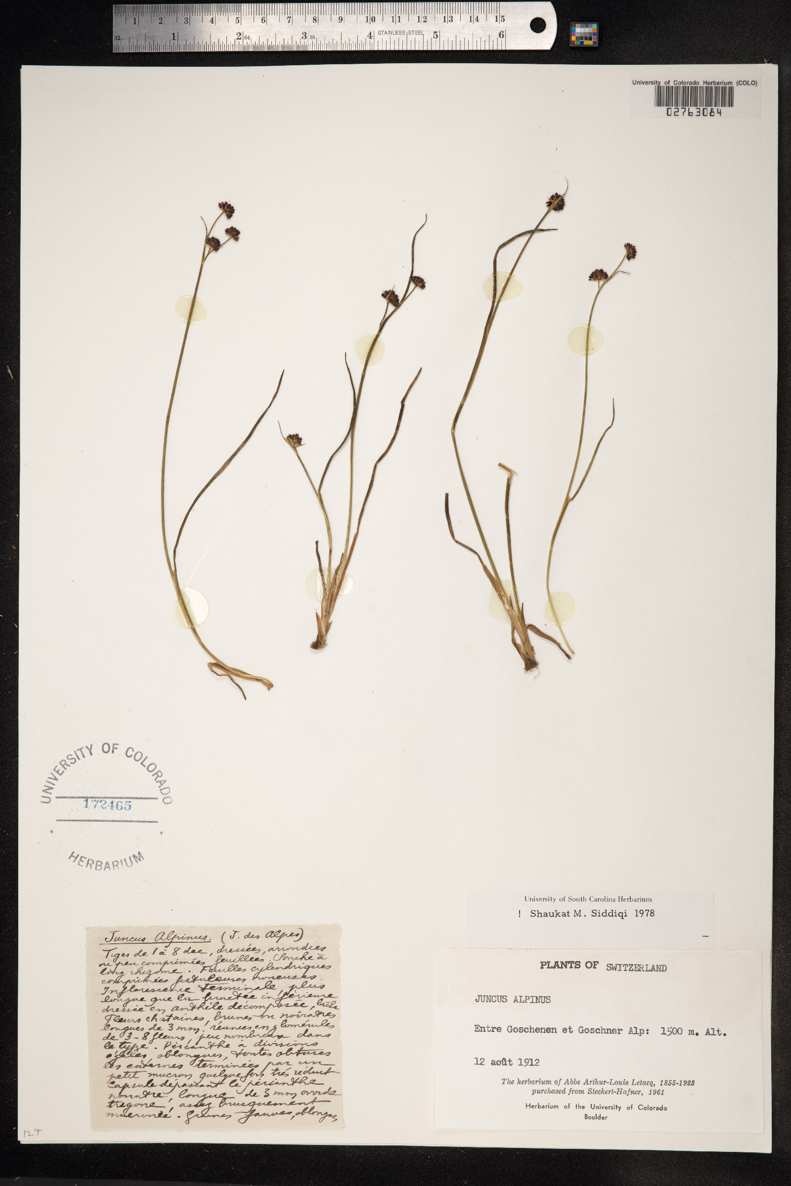 Juncus alpinoarticulatus image