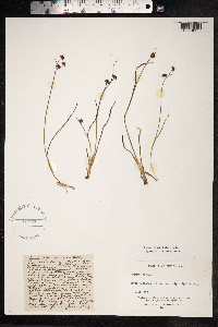 Juncus alpinoarticulatus image