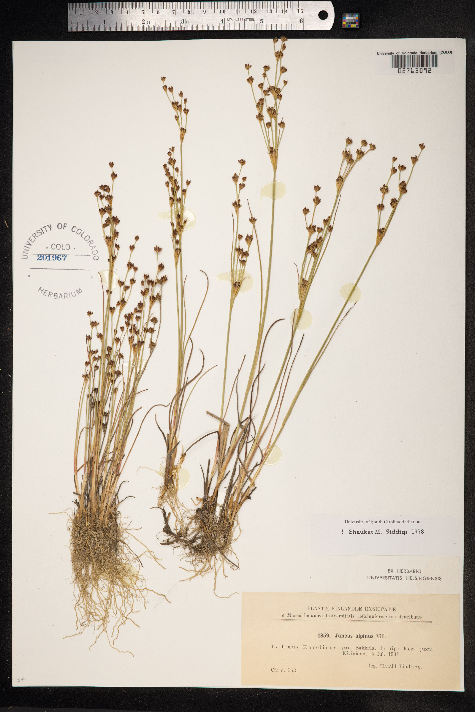 Juncus alpinoarticulatus image