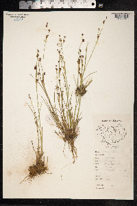 Juncus alpinoarticulatus image