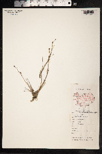 Juncus alpinoarticulatus image
