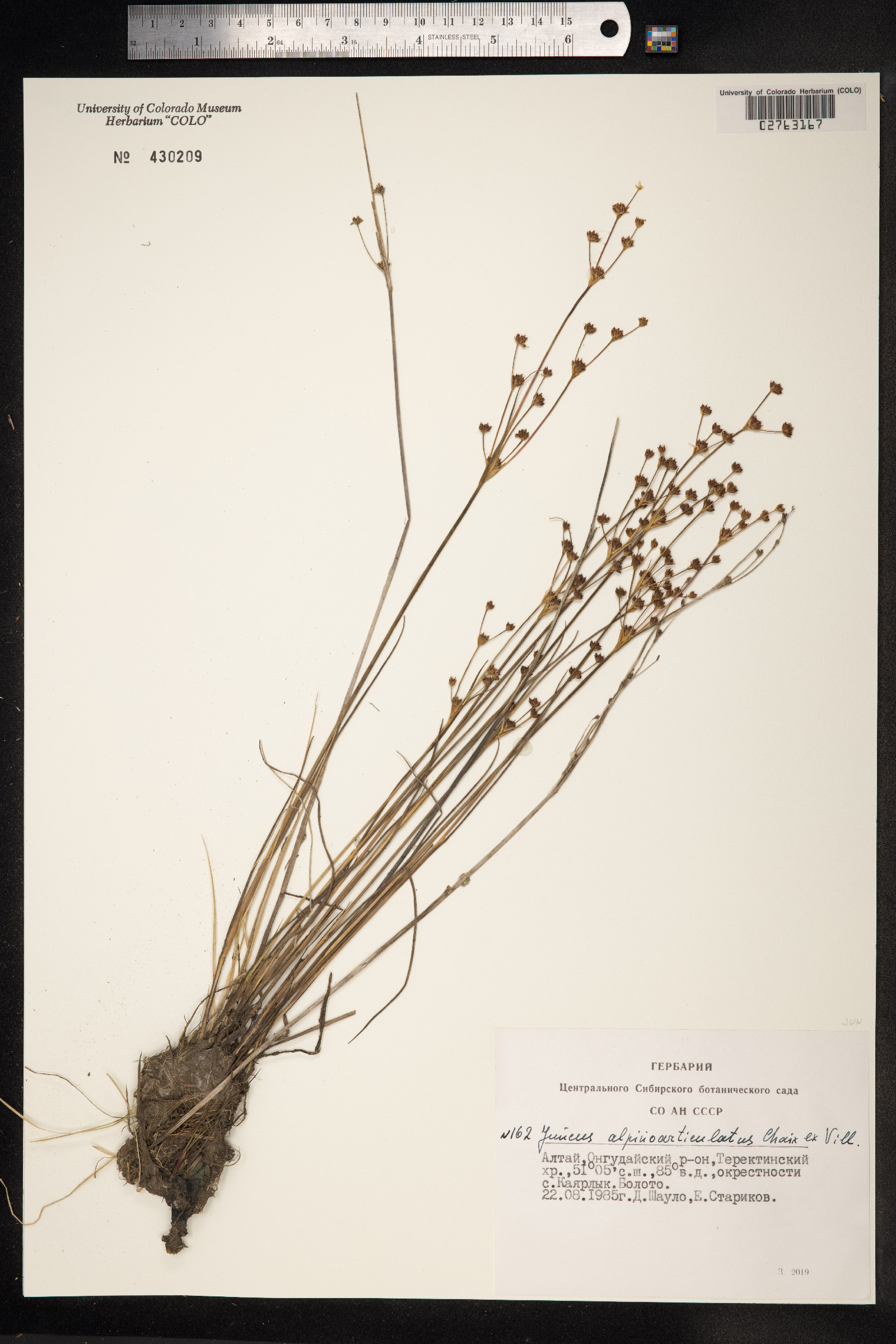 Juncus alpinoarticulatus image