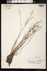 Juncus alpinoarticulatus image