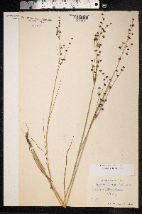 Juncus alpinoarticulatus image