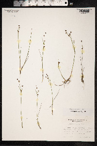 Juncus alpinoarticulatus image