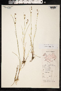 Juncus alpinoarticulatus image