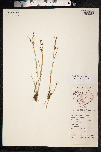 Juncus alpinoarticulatus image